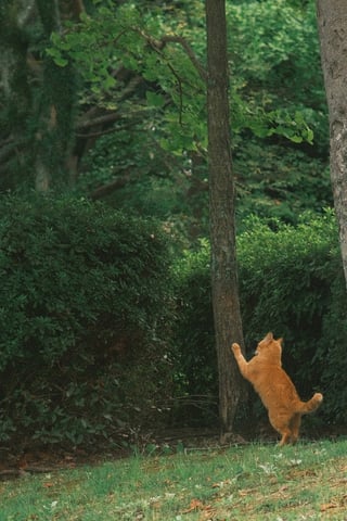 爪とぎとぎしてる野良猫を運良く見つけたので咄嗟にパシャリ🐈⸒⸒⸒⸒



📷camera ···▸ fujixt5
🔍lens      ···▸ voigtlander35mmf1_2    
                     nokton35mmf12xmount
🔎filter     ···▸ blackmistno5
🎞film sim.···▸ fujixweekly
🩻dev       ···▸ jpeg