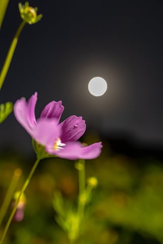 月明かりに照らされる秋桜