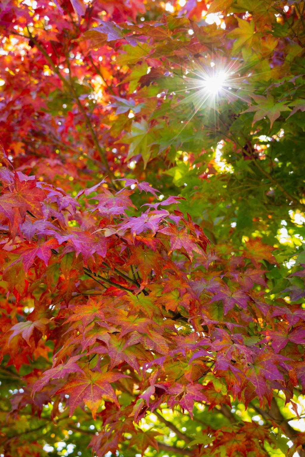 季節が光に染まる瞬間