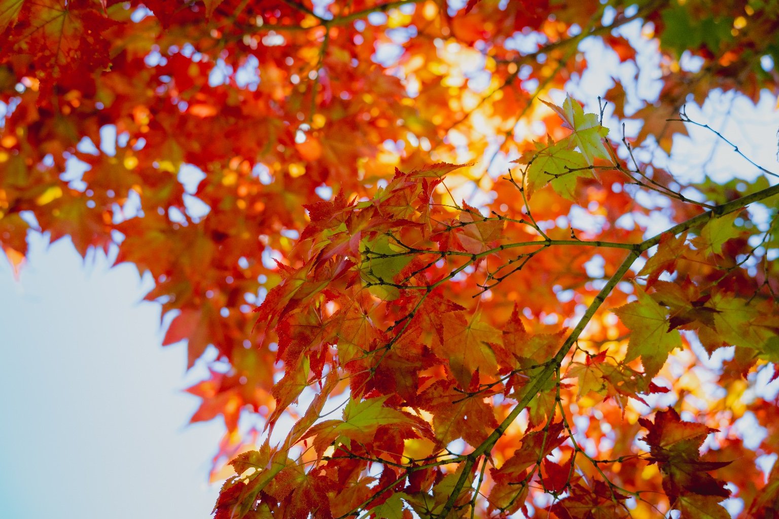 Canon EOS R6 Mark II 本体 紅葉撮影に✨ VLOG】Canon EOS R6で撮る 紅葉が映える高尾山ハイキング - YouTube