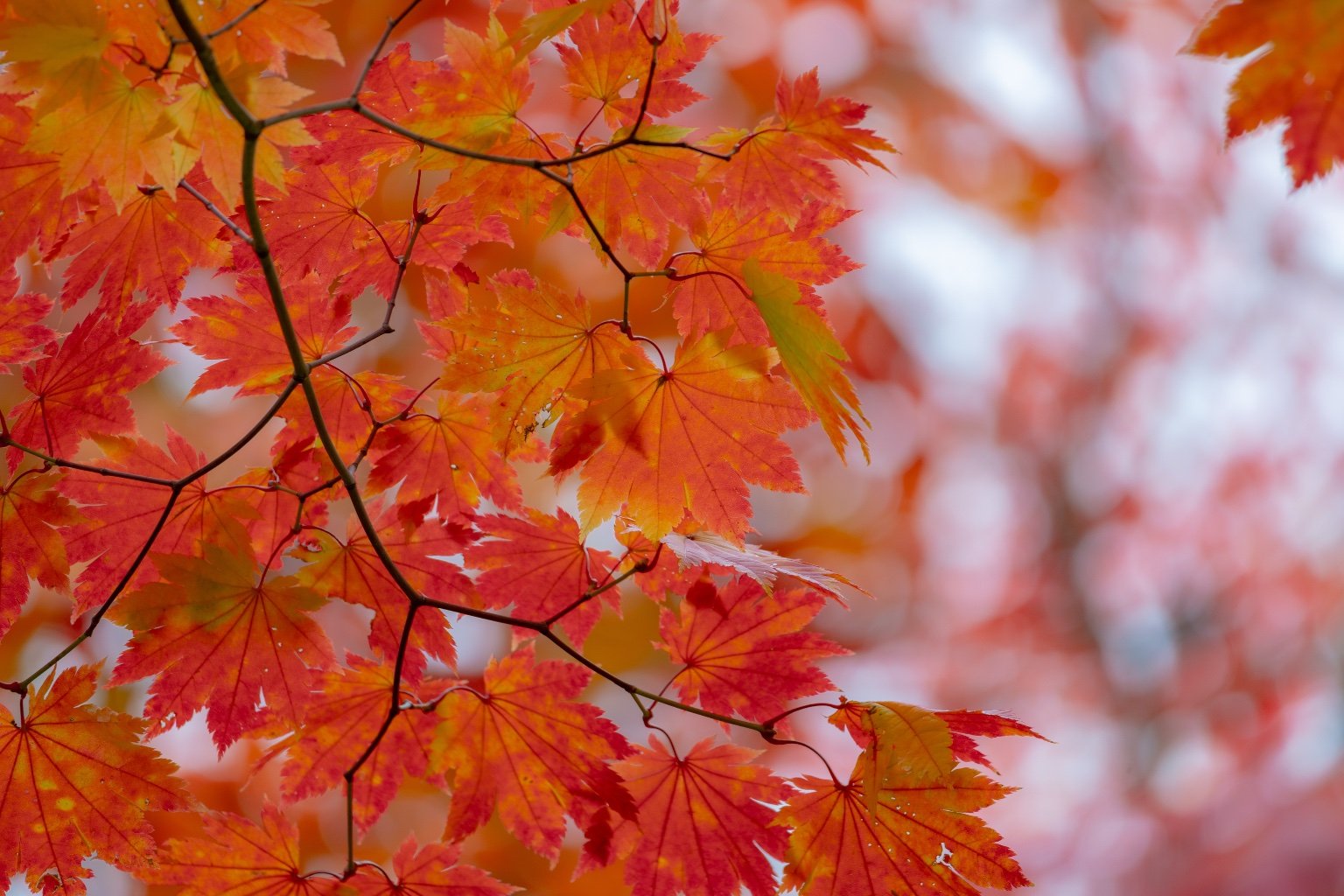 メイン投稿画像