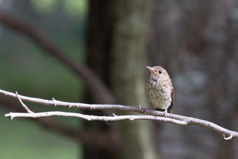 野鳥が集まるカフェで撮影させていただきました！
ヒタキ系の幼鳥かなと思います