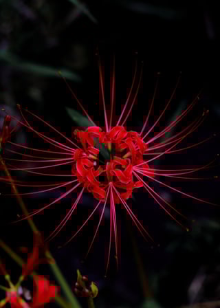 彼岸花。そろそろシーズンですね。
赤が強いので、かなり暗くしたほうが綺麗だと感じます。