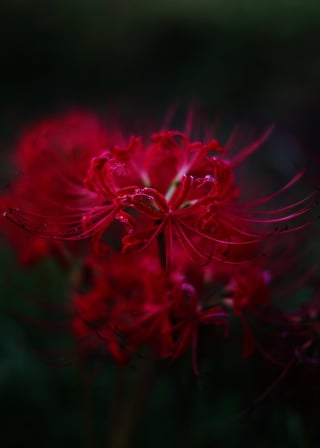 彼岸花
色も形も映える花ですね。横に伸びるテーパーのついたヒゲが好きです😀