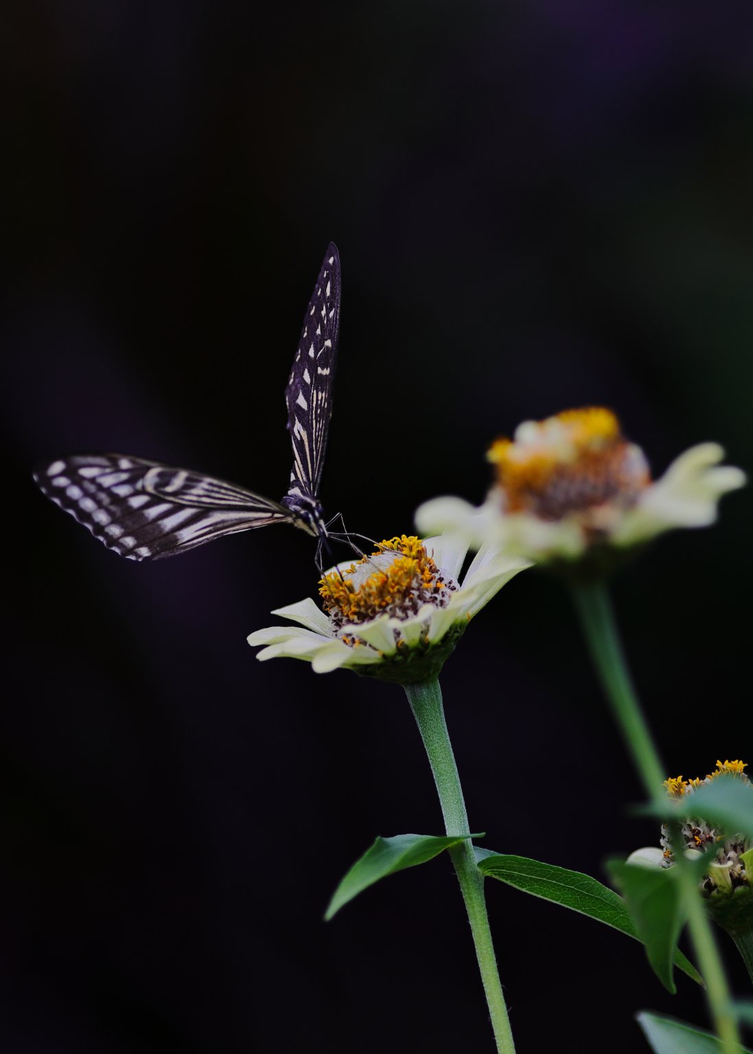 涼しくなってきて、蝶々もお花も元気です。