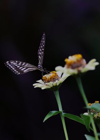 涼しくなってきて、蝶々もお花も元気です。