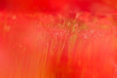 花の写真が苦手で何年も試行錯誤しております…。