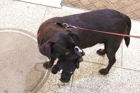 Help Me! YokosukaTown