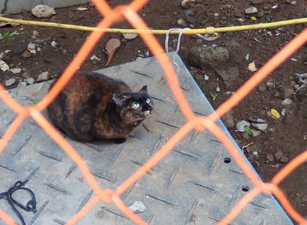 見上げるニャンコ何があるの？