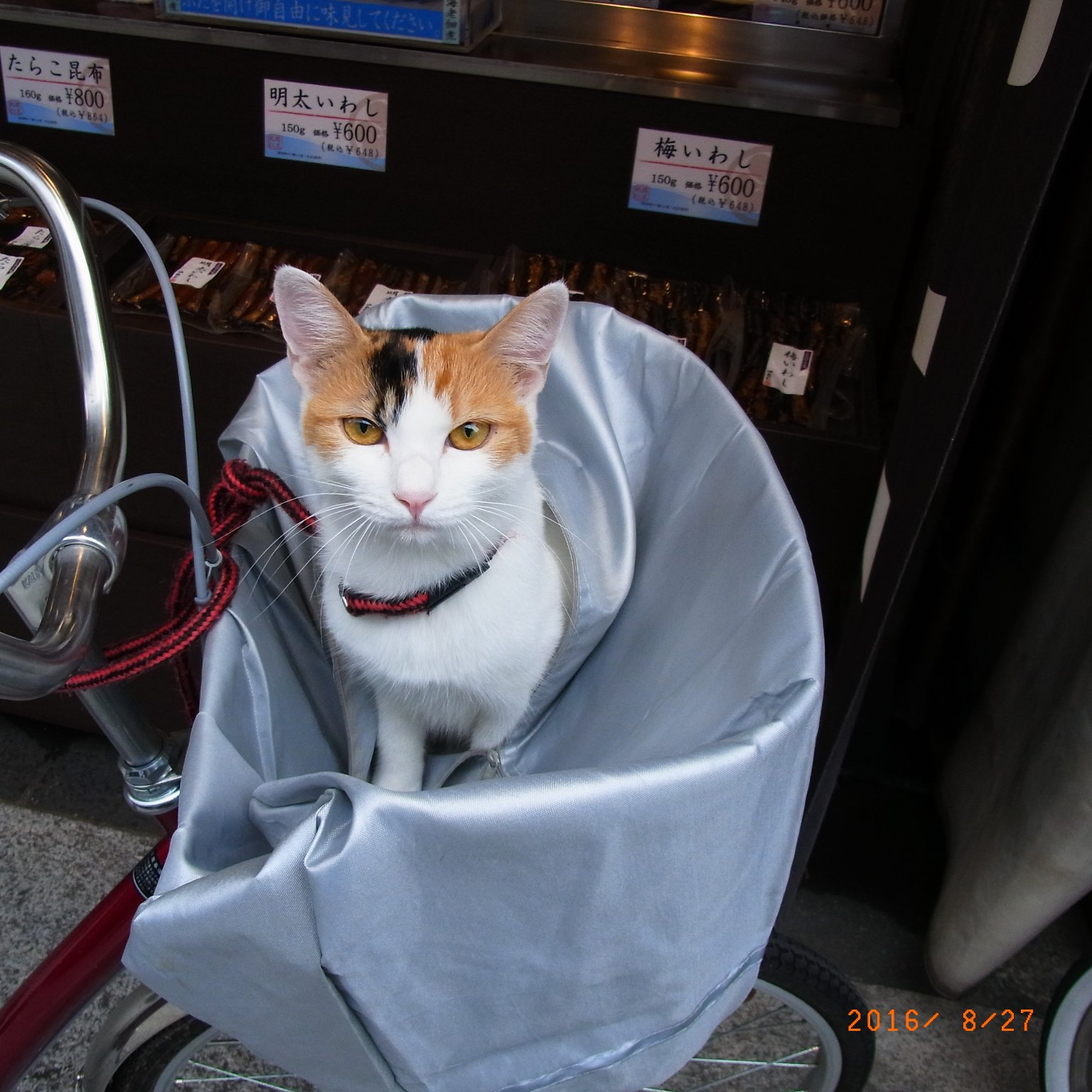 メイン投稿画像