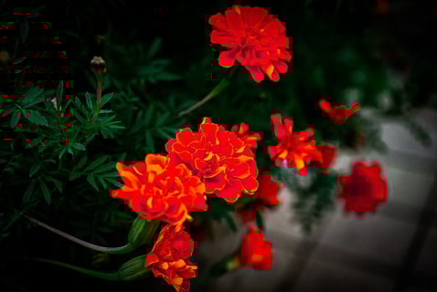 道の隅の花壇で咲く小さい花