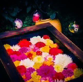 箱いっぱいに詰まったダリア

フィルムカメラ【Nikonf3】