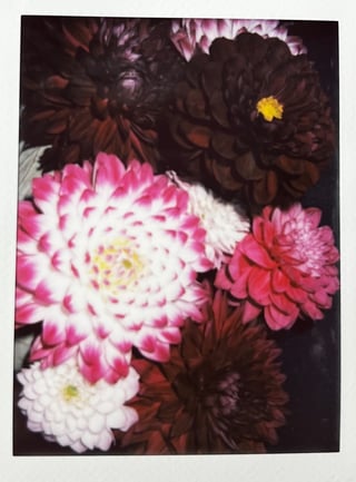 ダリアのチェキ
