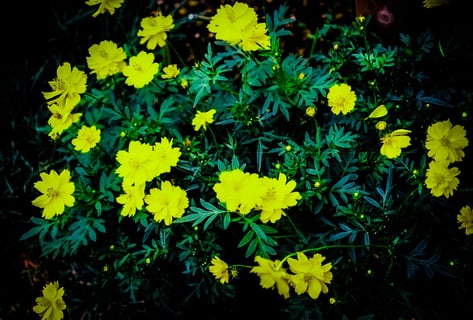 キバナコスモス
上野公園にて
フィルムカメラNikonF3 
レンズNIKKOR55mmf3.5