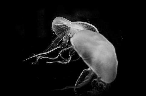 モノクロの美学
水中の世界の不思議な日常。
