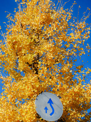 黄金に埋もれる標識と青空