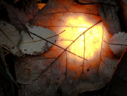 ライトが落ち葉で隠れて何か物語の始まりを思わせる体験のような感覚に陥った一枚。