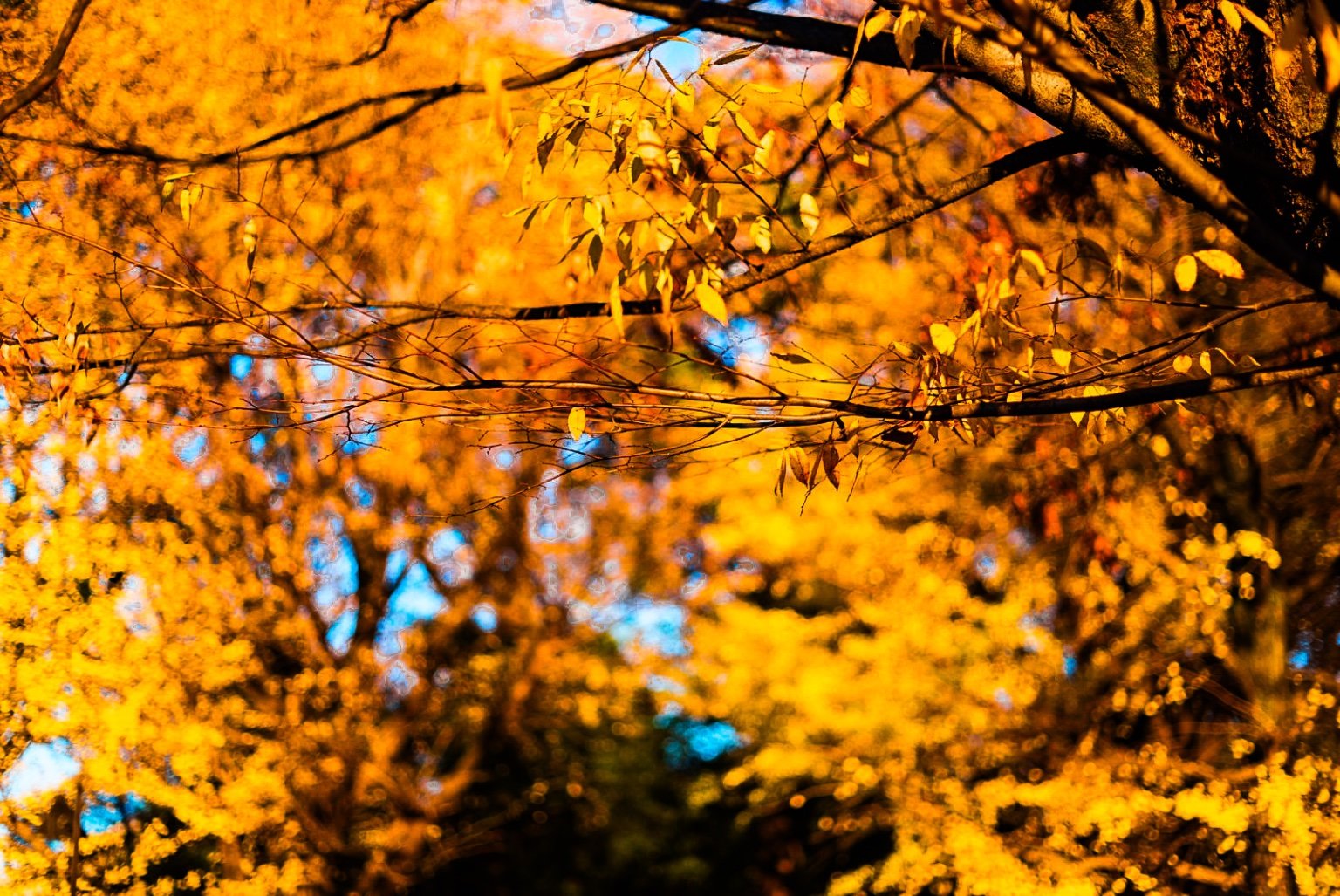 メイン投稿画像