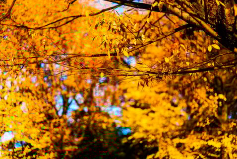 紅葉が綺麗に色付いてきてますね！
夕焼けに照らされた紅葉は金色に光ます♪