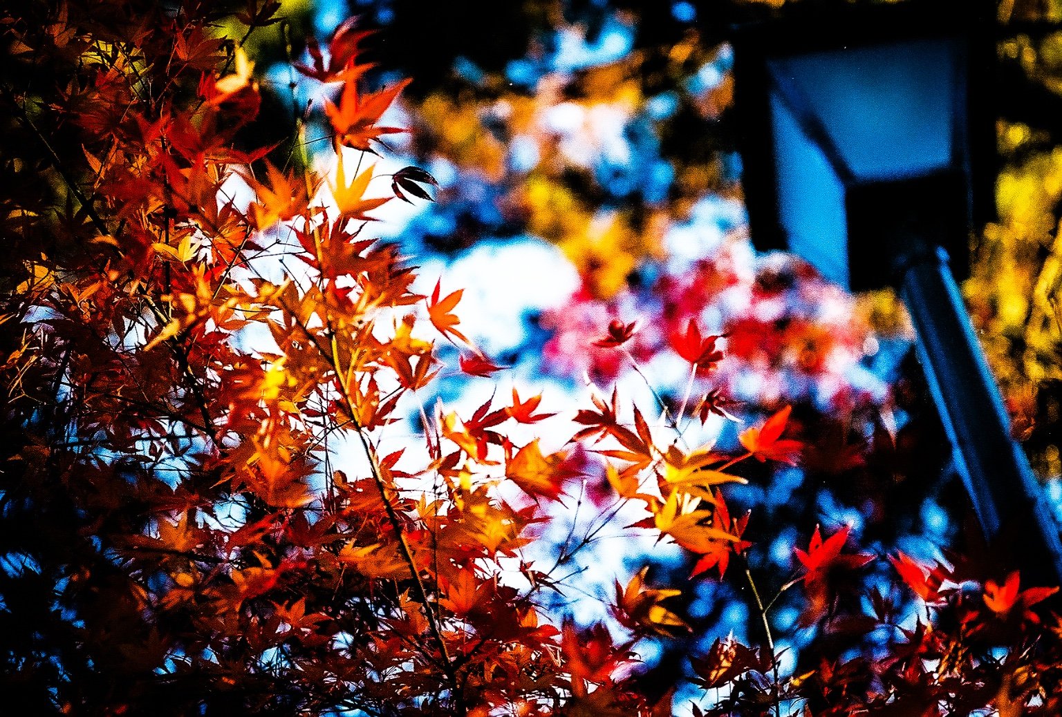 メイン投稿画像