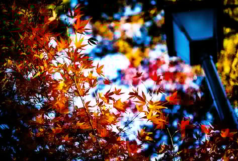 紅葉もそろそろ終わりかけてますね！


【フィルムカメラ】
NikonF3×55ミリマクロレンズ

Kodak カラープラス200