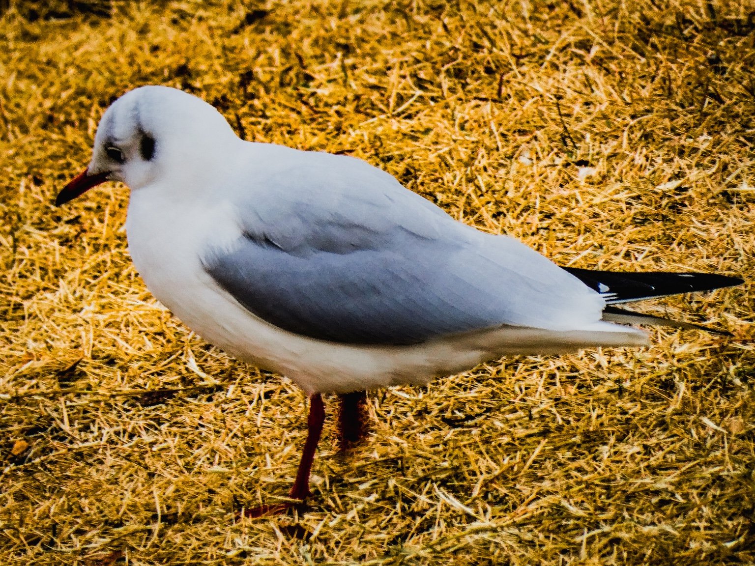 メイン投稿画像