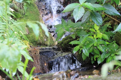初心者なのでうまく撮れていませんが、臥竜公園の写真です♪
