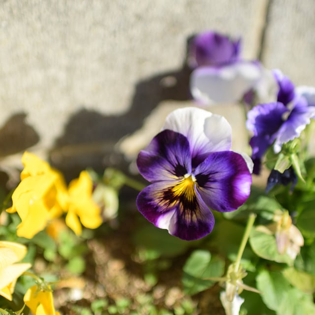 30mm F1.4 DC HSM ニコン用