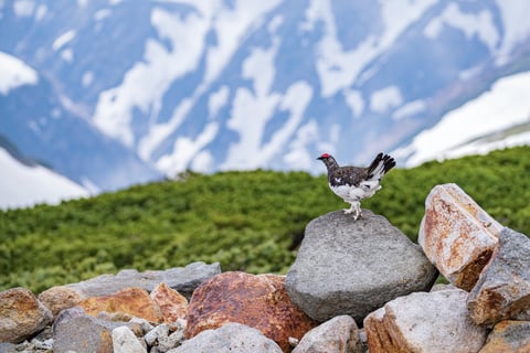 初夏　室堂平にて