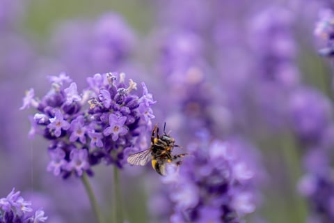 蜘蛛の糸、足もつれて。