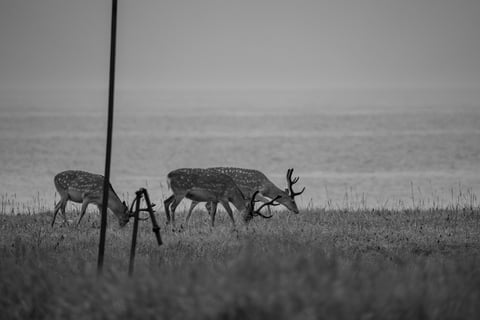 荒涼な大地とエゾシカ