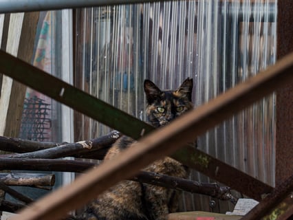サビ猫とサビ鉄骨