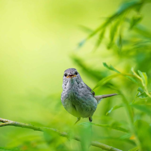 ビジュ神ウグイス