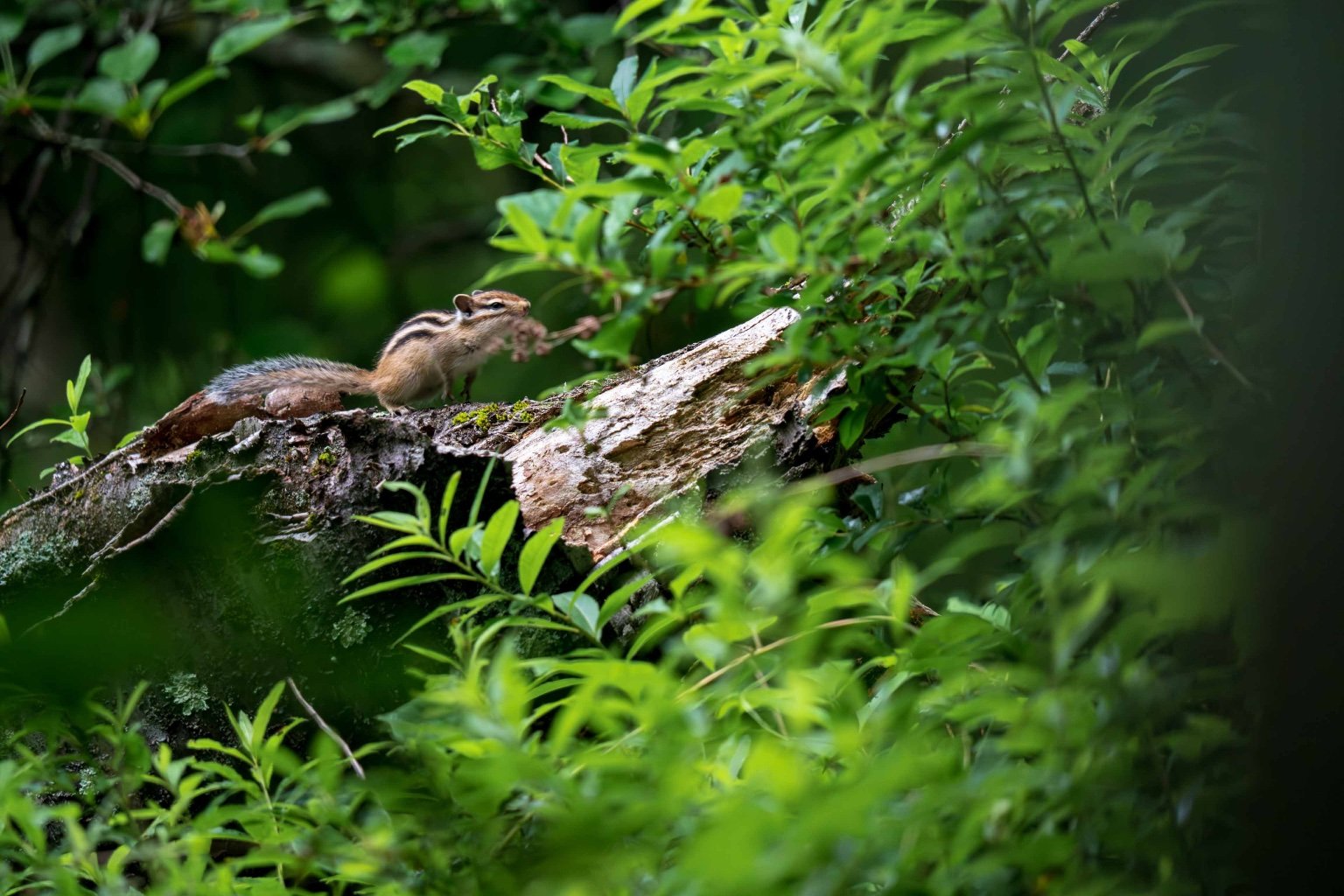 メイン投稿画像