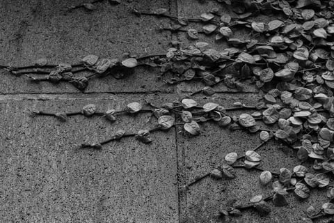 自然物と人工物