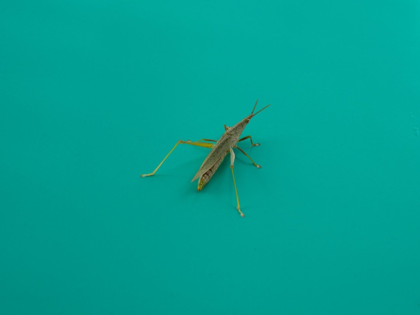 メイン投稿画像