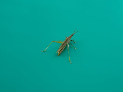 カラフルバッタ