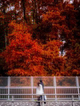 行こう御苑、紅葉とても。