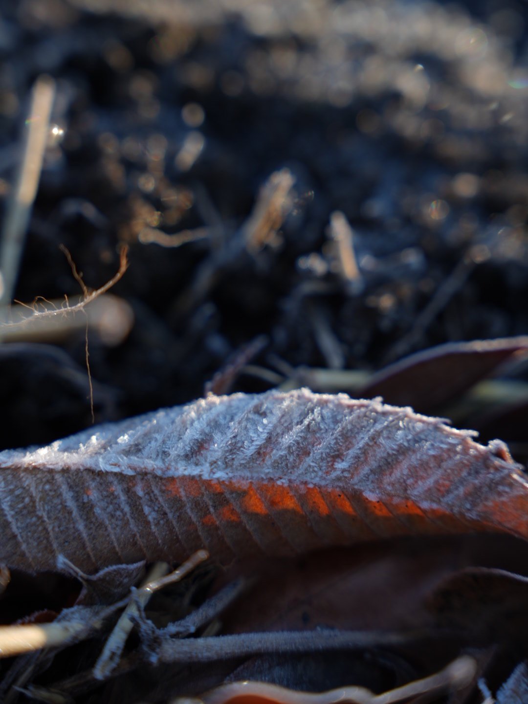 霜降りて朝日に煌めく
