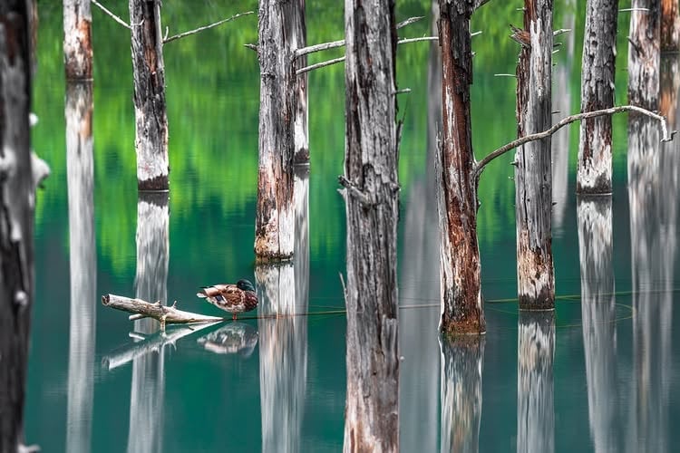 メイン投稿画像