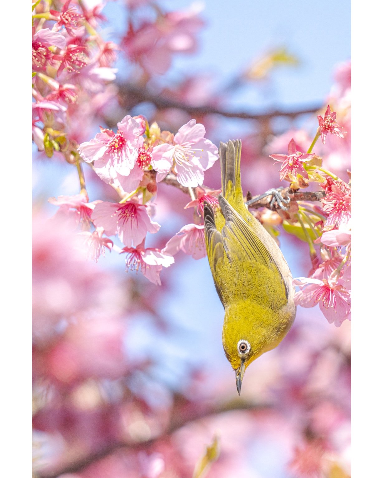 メイン投稿画像