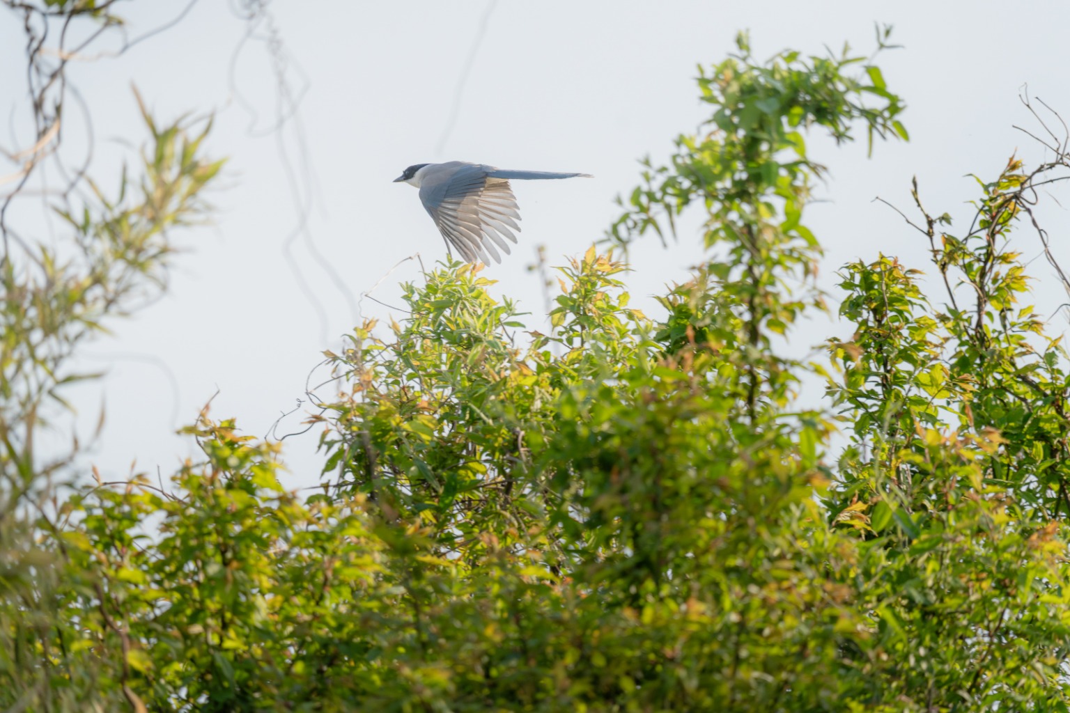 メイン投稿画像