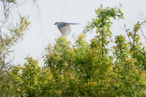 オナガがを追って