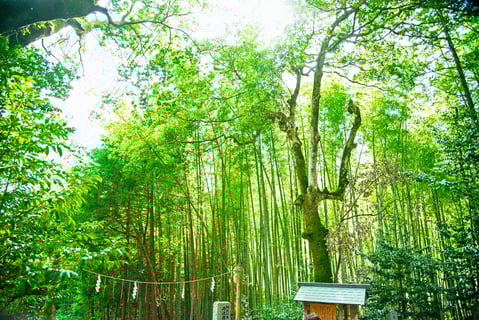 かぐや姫の伝説が眠る地。