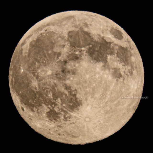 ビーバームーン🦫