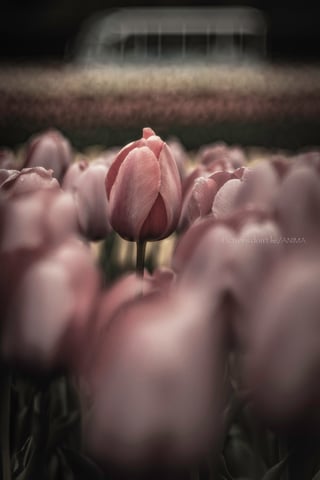 "The Last Vivid Dream"
.
.
.
.
.
すべてが霞んでも、あなただけは色褪せない。
.
.
Pictures don’t lie.
But what do you see?