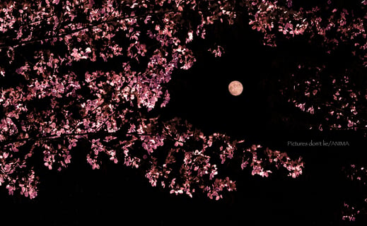 "Lunar  Breath" 
.
.
.
.
.
月に導かれ、桜が静かに息を吐く。
.
.
Pictures don't lie.
________________________

Date:2026.4
Location:Kitami,Hokkaido,Japan
________________________