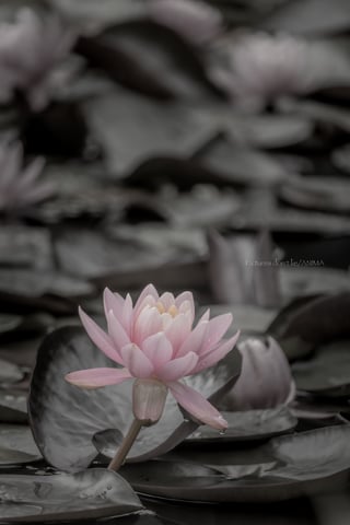 "Bloom anyway."
.
.
.
.
.
誰に見つけられなくても、咲く理由はある。
.
.
Pictures don’t lie.
But what do you see?
________________________
Date:2026.6
Location:Makubetsu,Hokkaido,Japan
________________________
