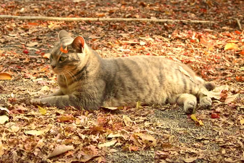 猫と落ち葉
