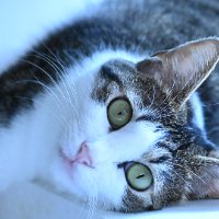 ユーザーアイコン